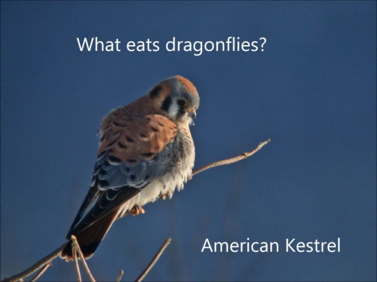 What Eats Dragonflies?