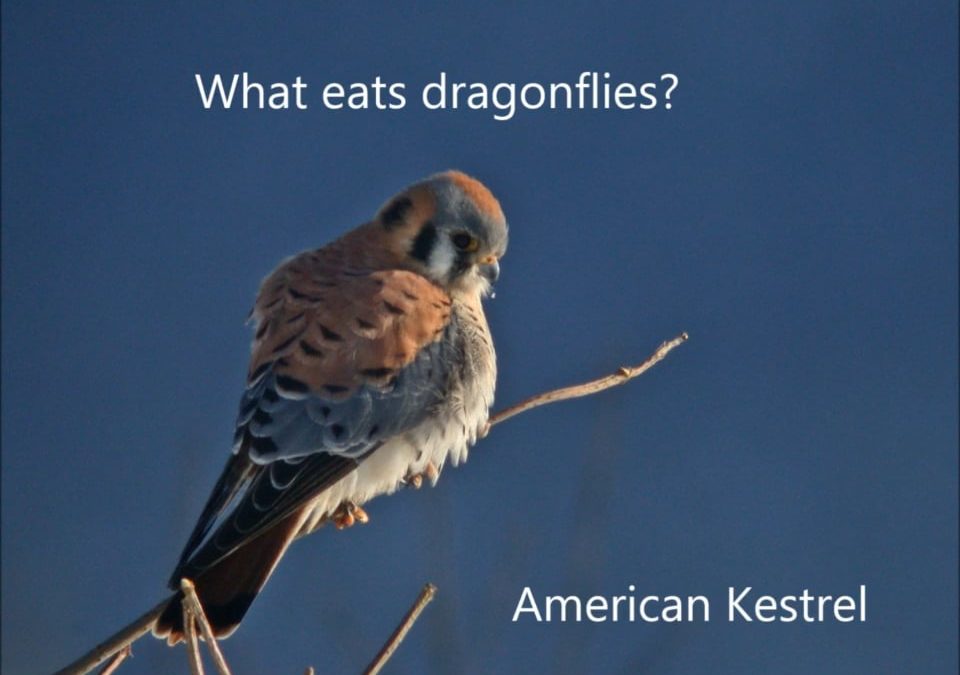 What Eats Dragonflies?