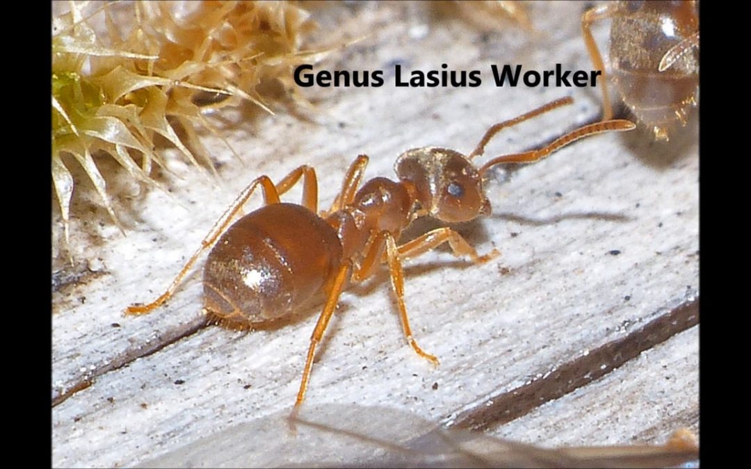 Some Ant Behavior in Alaska