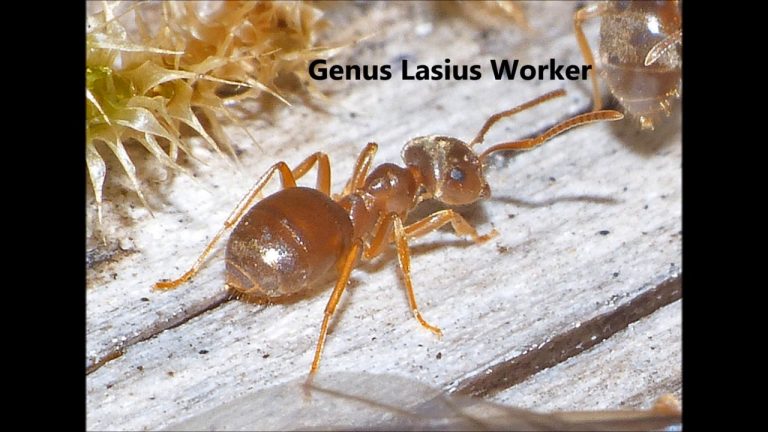 Some Ant Behavior in Alaska