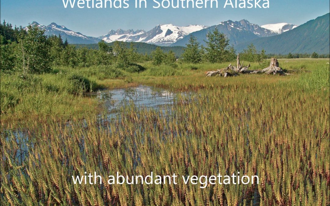 Dragonfly Habitats in Alaska