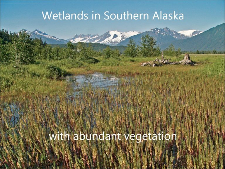 Dragonfly Habitats in Alaska