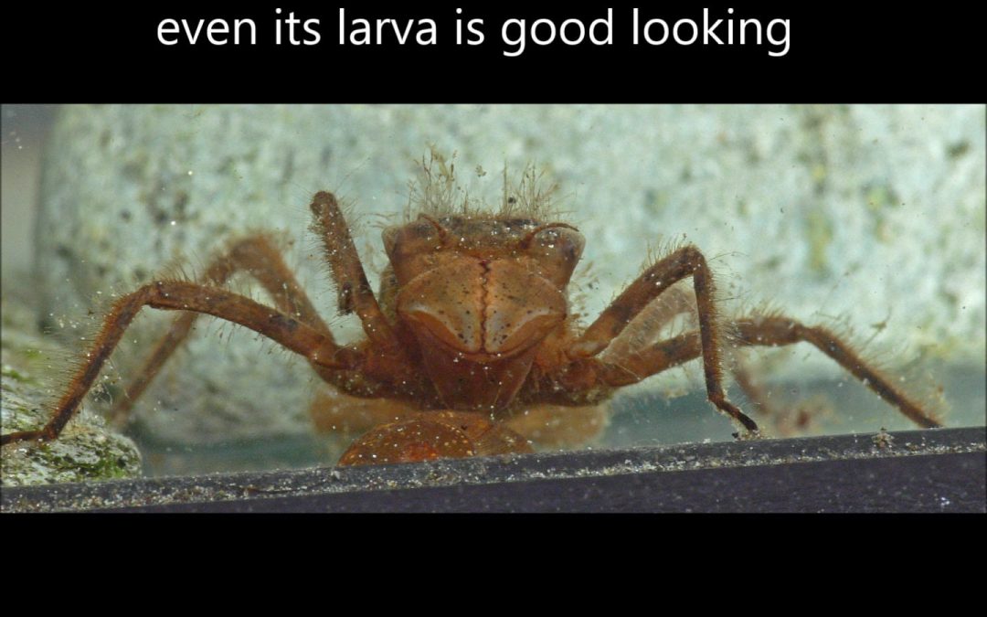 Alaska’s State Insect