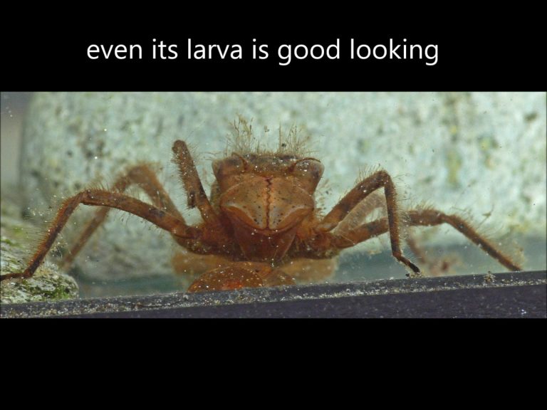 Alaska’s State Insect