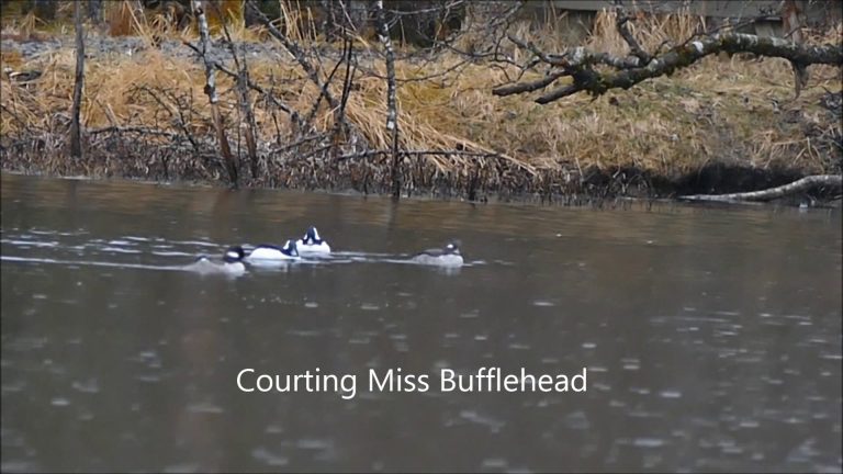 Courting Mrs Bufflehead