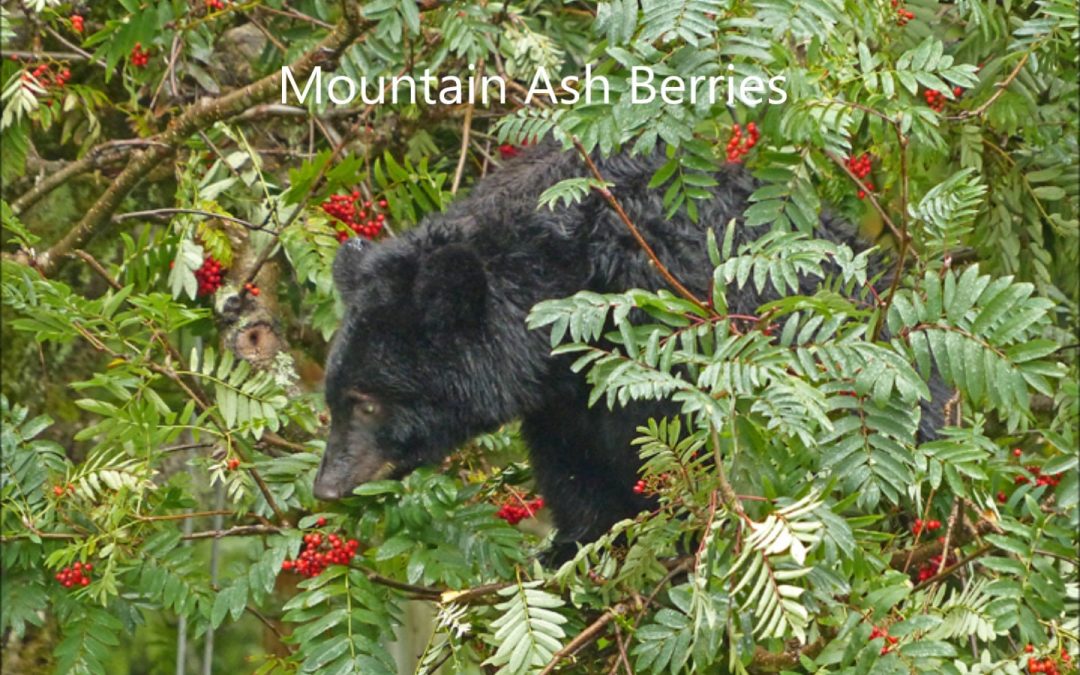 Black Bears in Southeast Alaska