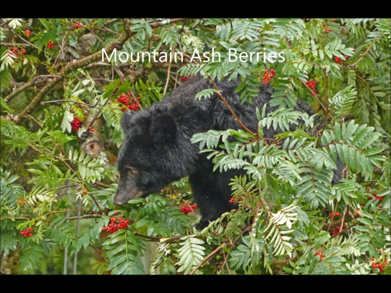 Black Bears in Southeast Alaska