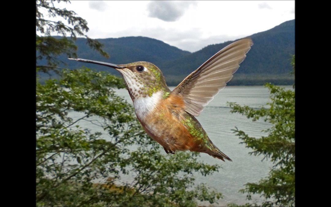 Female Rufous Hummingbird