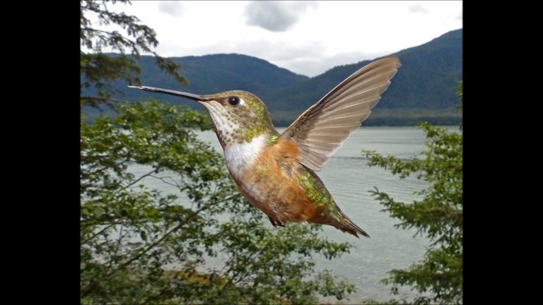 Female Rufous Hummingbird