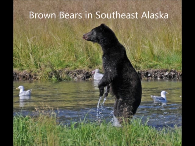 Brown Bears in Southeast Alaska