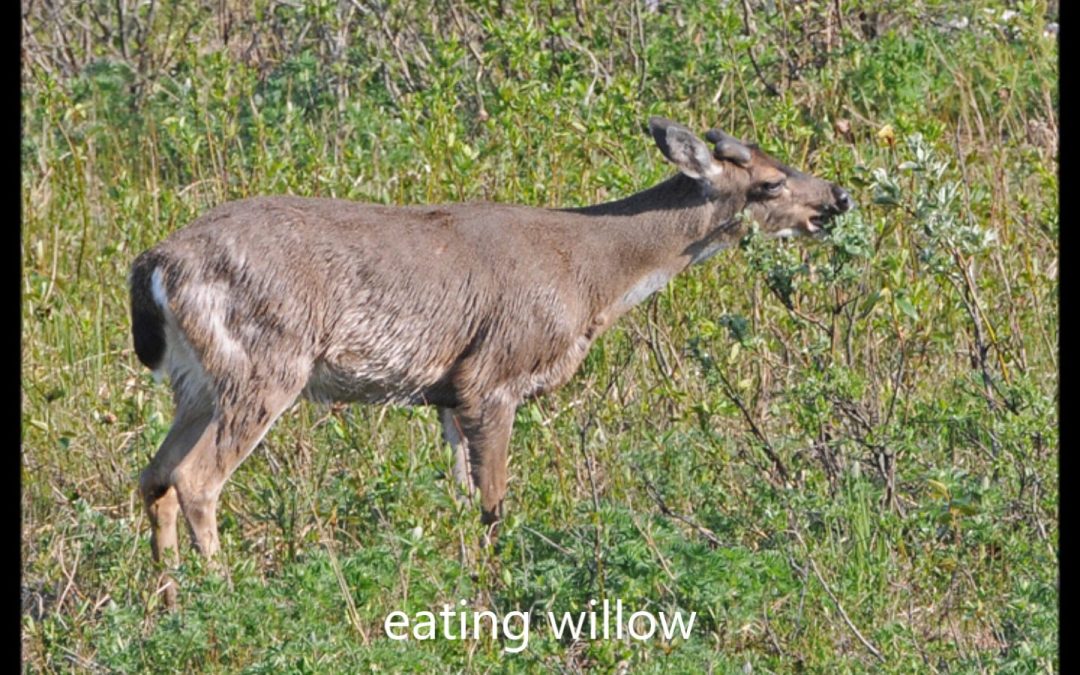 Sitka black-tailed deer in Southeast Alaska