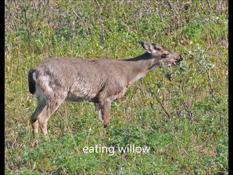 Sitka black-tailed deer in Southeast Alaska