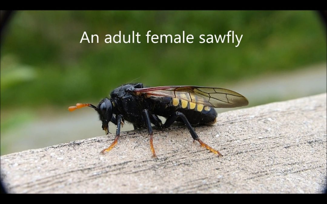 A Really Big Bug
