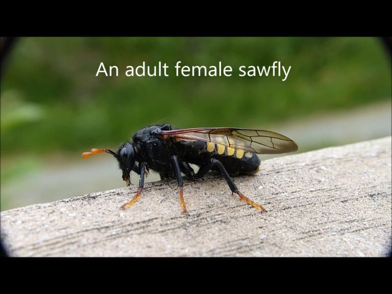 A Really Big Bug