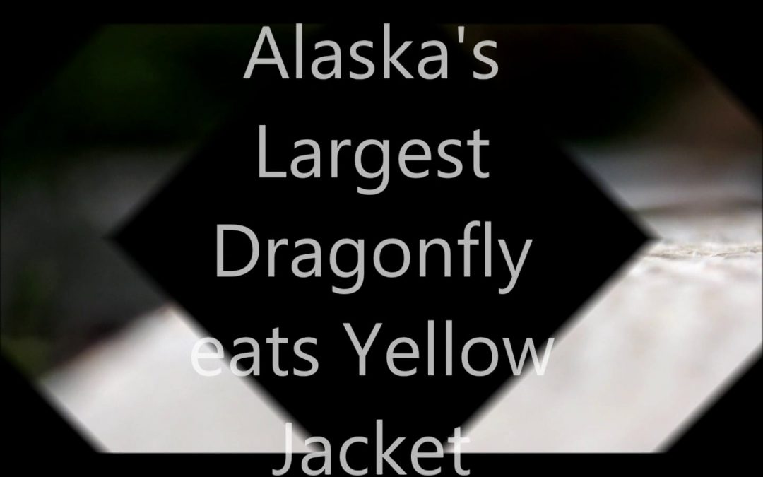 Alaska’s Largest Dragonfly eats Yellow Jacket