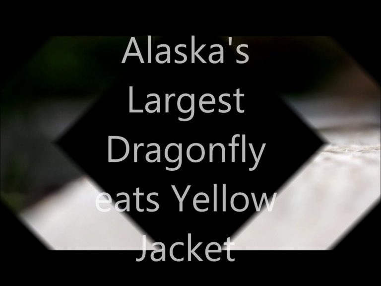 Alaska’s Largest Dragonfly eats Yellow Jacket