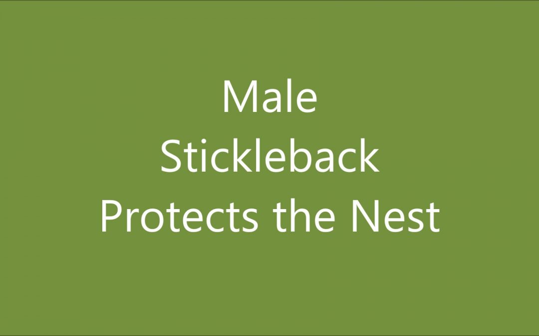 Male Stickleback Protects the Nest