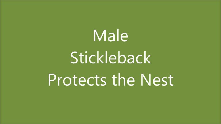 Male Stickleback Protects the Nest