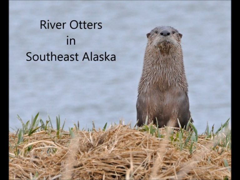 River Otters in Southeast Alaska
