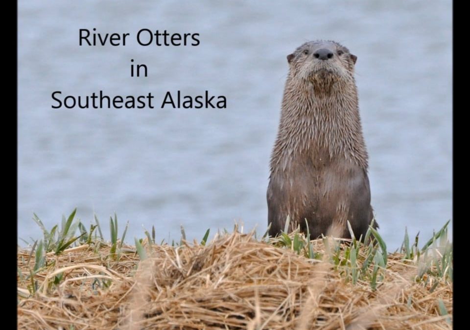 River Otters in Southeast Alaska