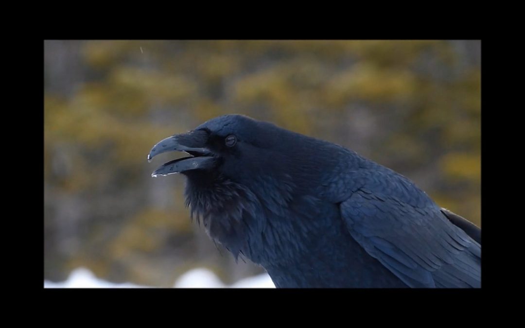 Some Raven Sounds