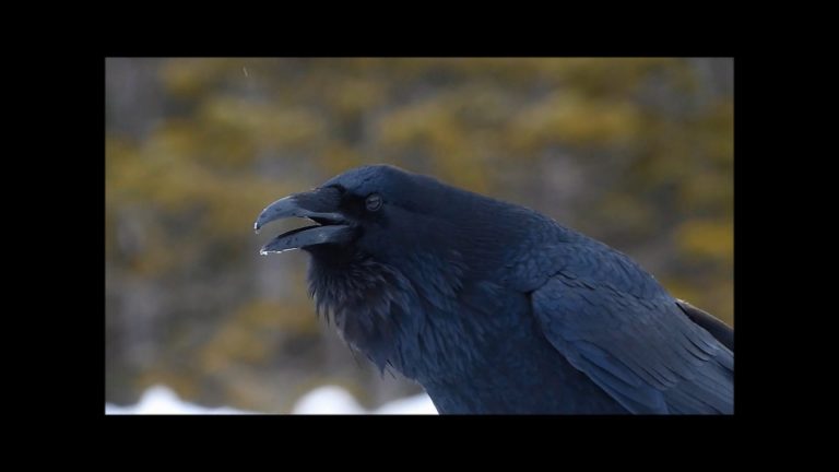Some Raven Sounds