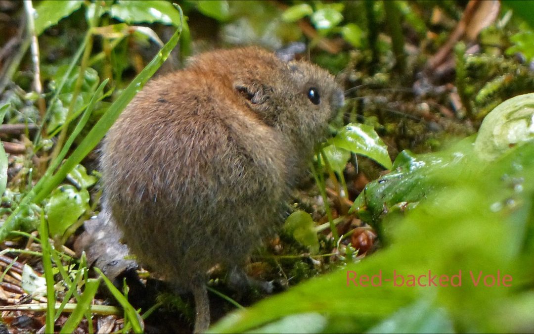 Red-backed Vole