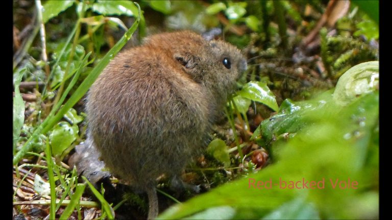 Red-backed Vole