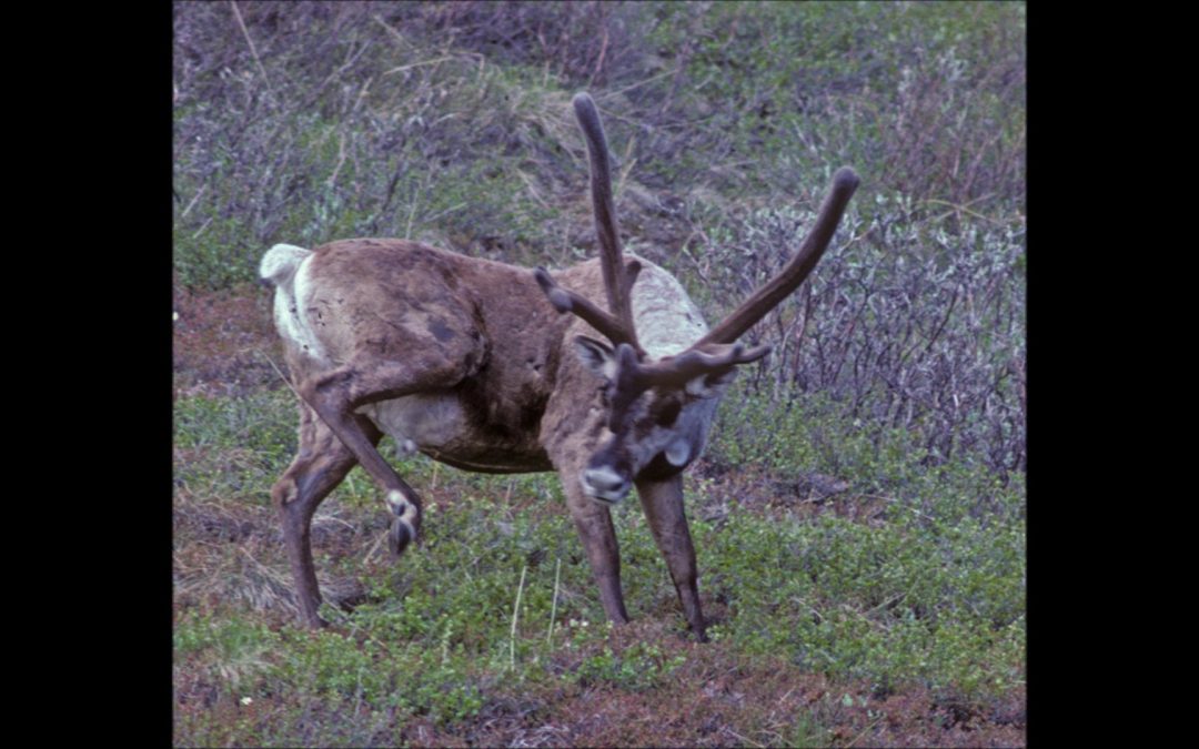 Caribou