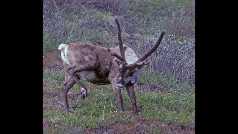 Caribou