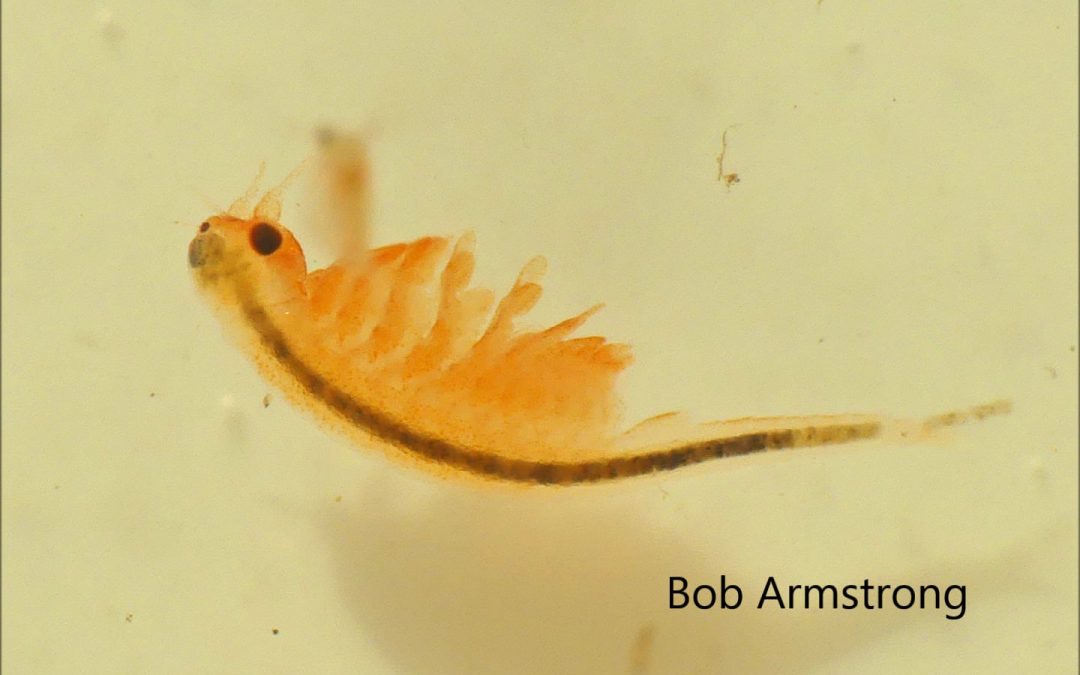 Fairy Shrimp in Alaska