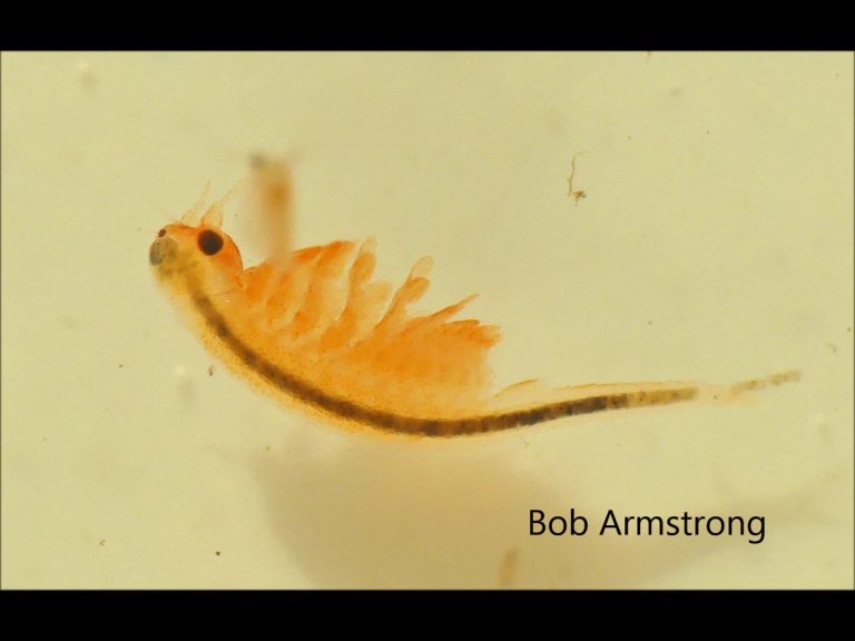 Fairy Shrimp in Alaska