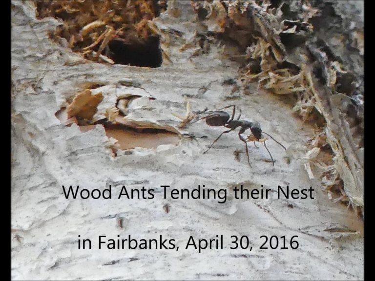 Wood Ants tending their Nest