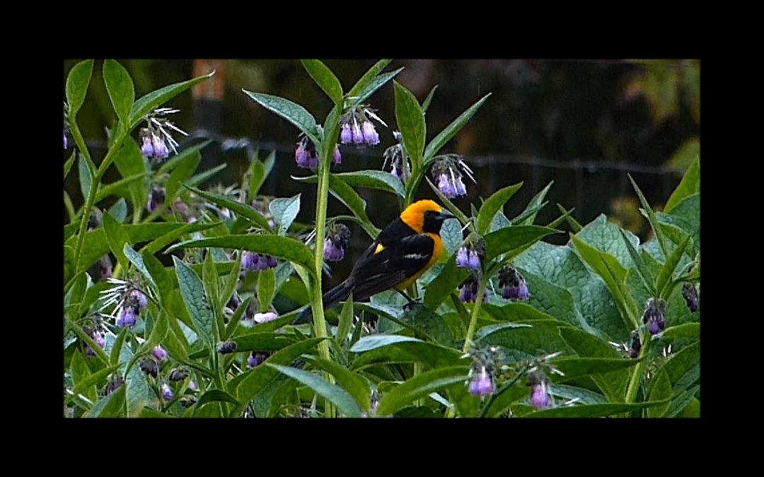 Common Comfrey