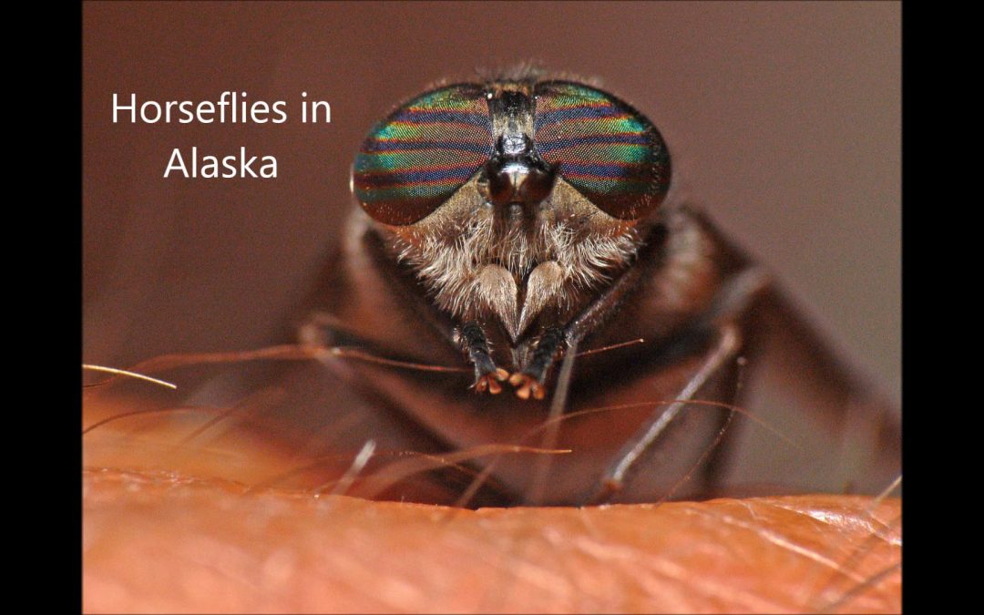 Horseflies in Alaska