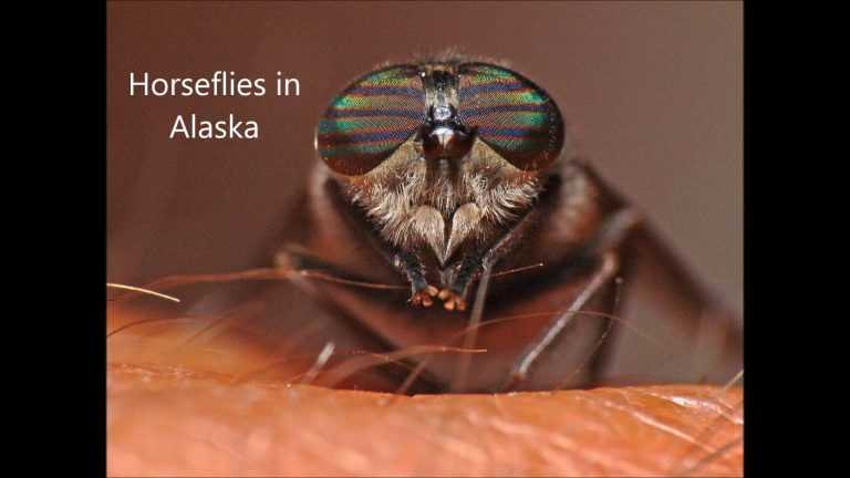 Horseflies in Alaska