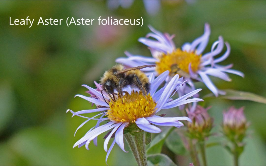 Leafy Aster