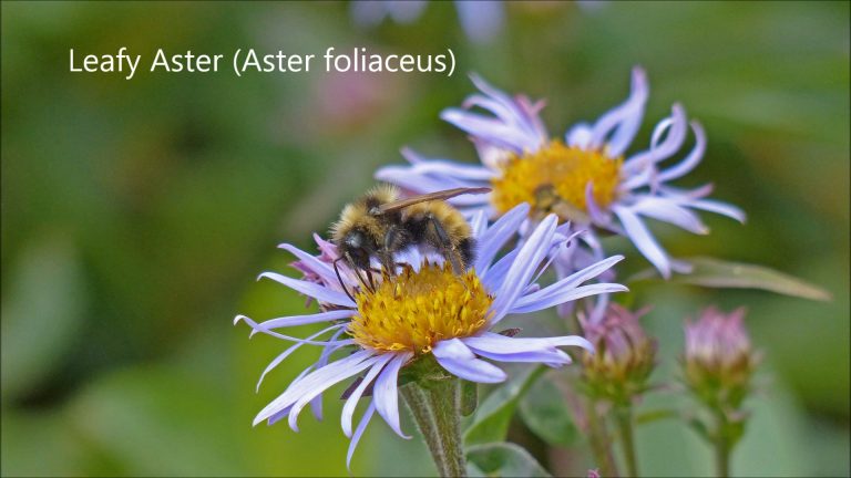 Leafy Aster