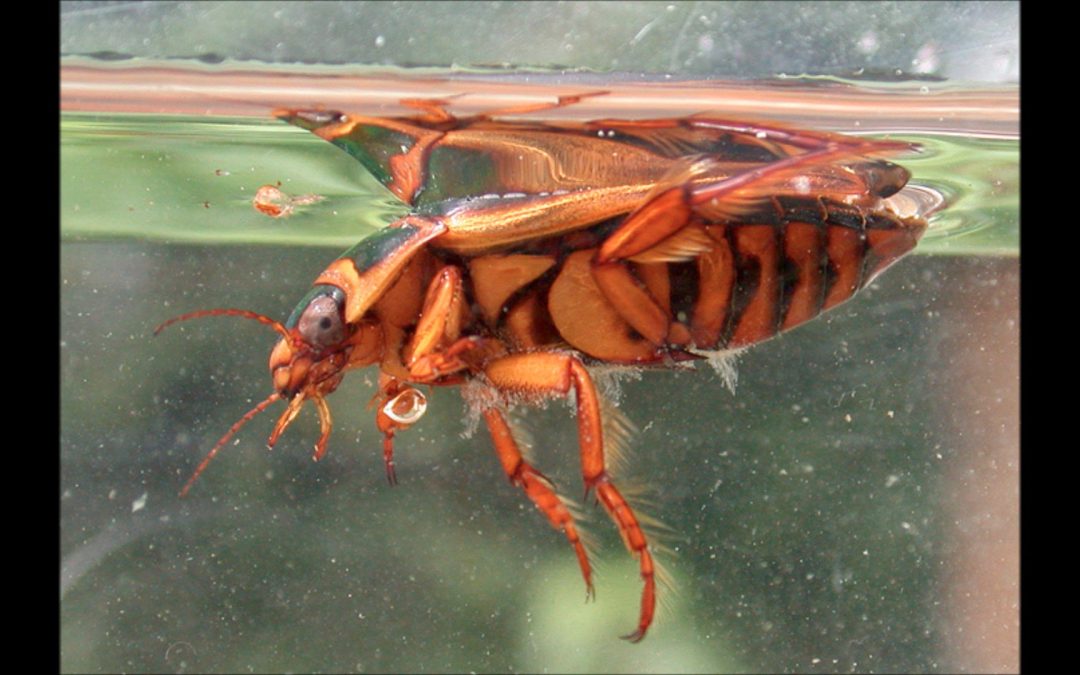 Predaceous Diving Beetle