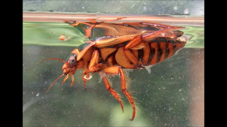 Predaceous Diving Beetle
