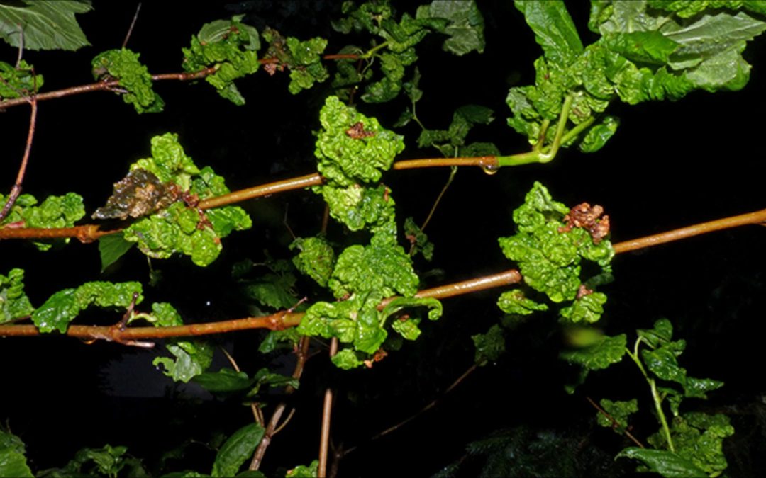 Highbush Cranberry