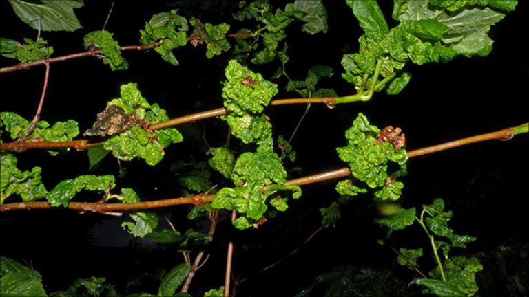 Highbush Cranberry