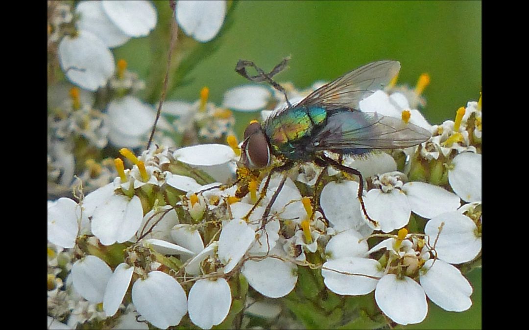 Common Yarrow