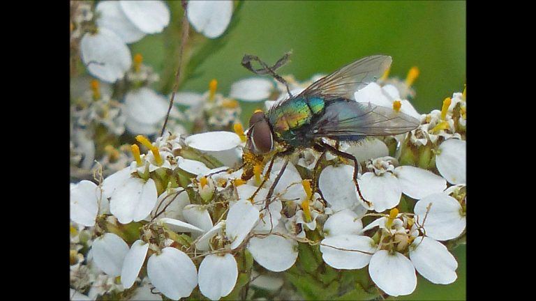 Common Yarrow