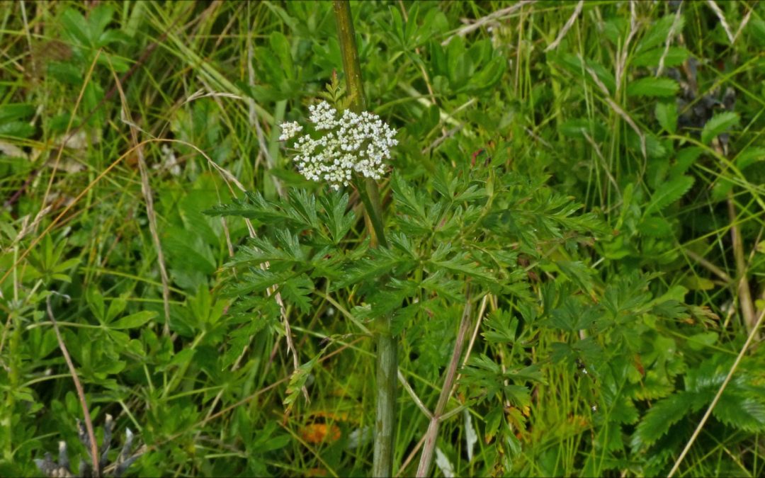 Hemlock-parsley