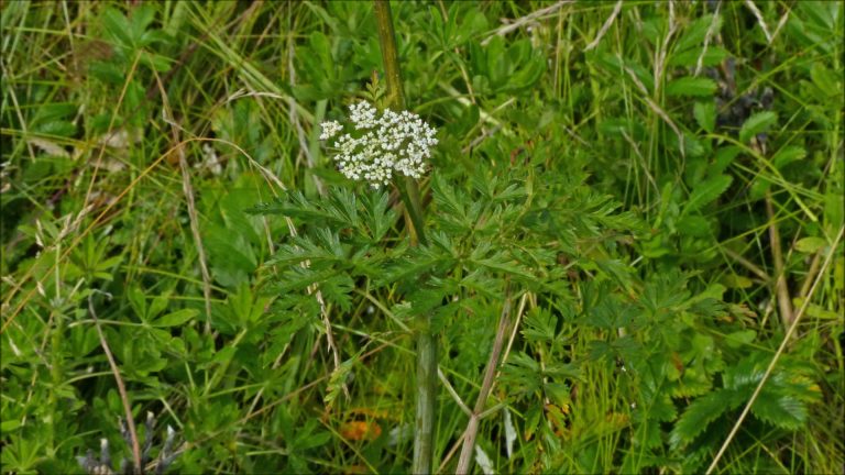 Hemlock-parsley