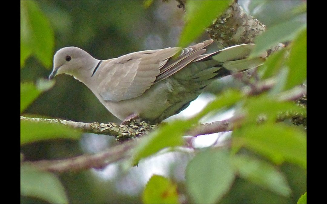 Eurasian Collared-Dove in Juneau, Alaska