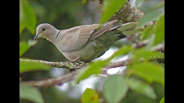 Eurasian Collared-Dove in Juneau, Alaska