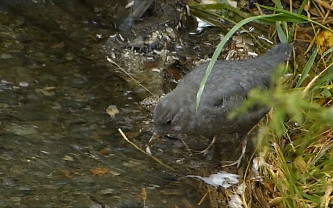 American Dipper Eating Maggots
