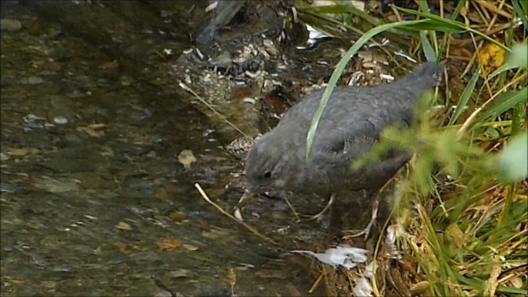 American Dipper Eating Maggots
